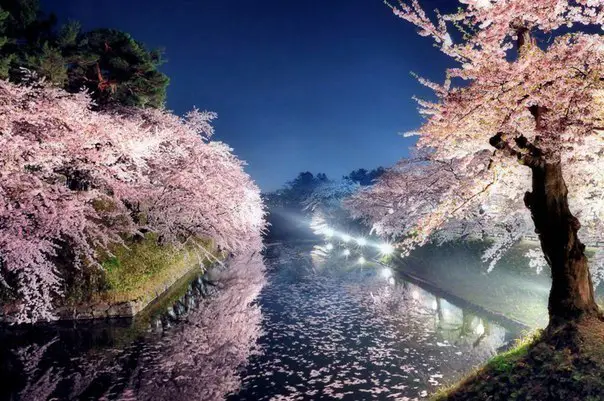 Spring night in the park, Tokyo, Japan