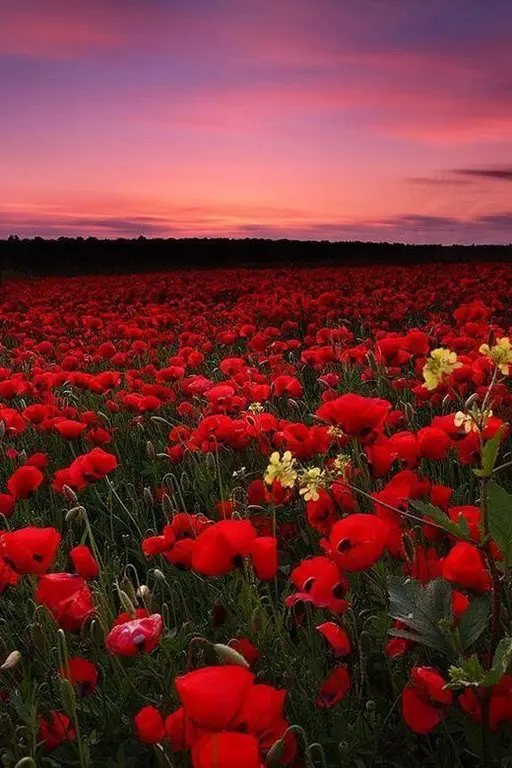 Poppy Field in Italy