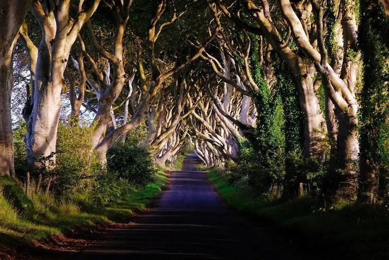 Dark alley in Ireland at different times of the year