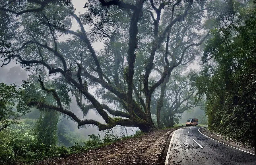 Road in the rainforest, Argentina