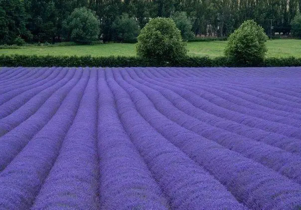 Lavender field, Holland