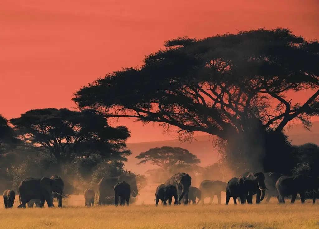 On the plains of Africa
