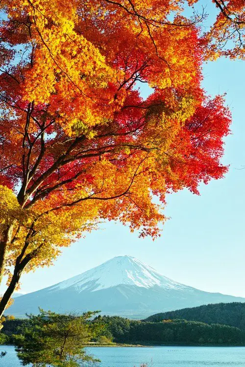 Fujiyama in the autumn foliage