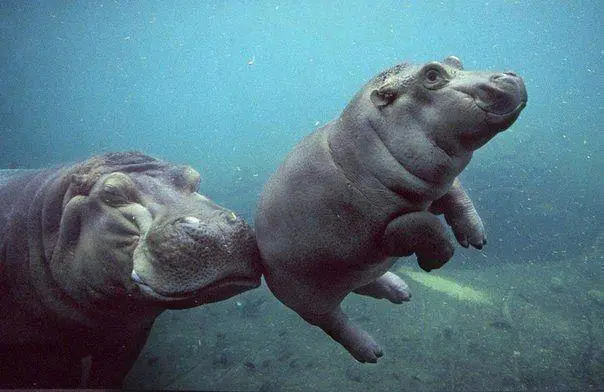 Female hippopotamus and calf, Tanzania
