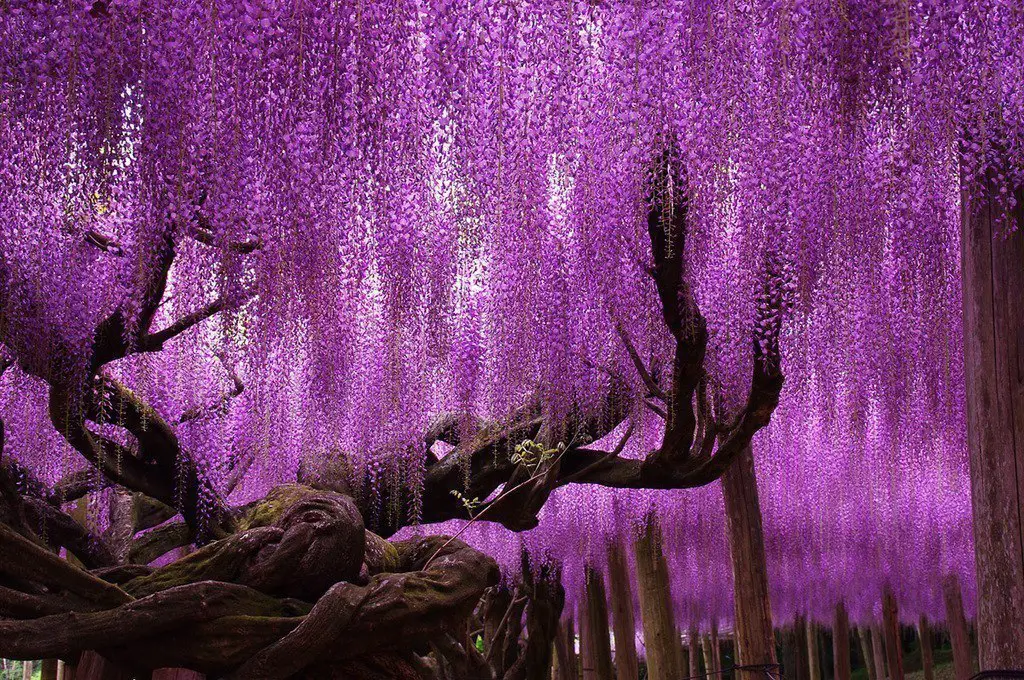 Tree in the park of flowers Ashikaga, Tochigi, Honshu Island, Japan