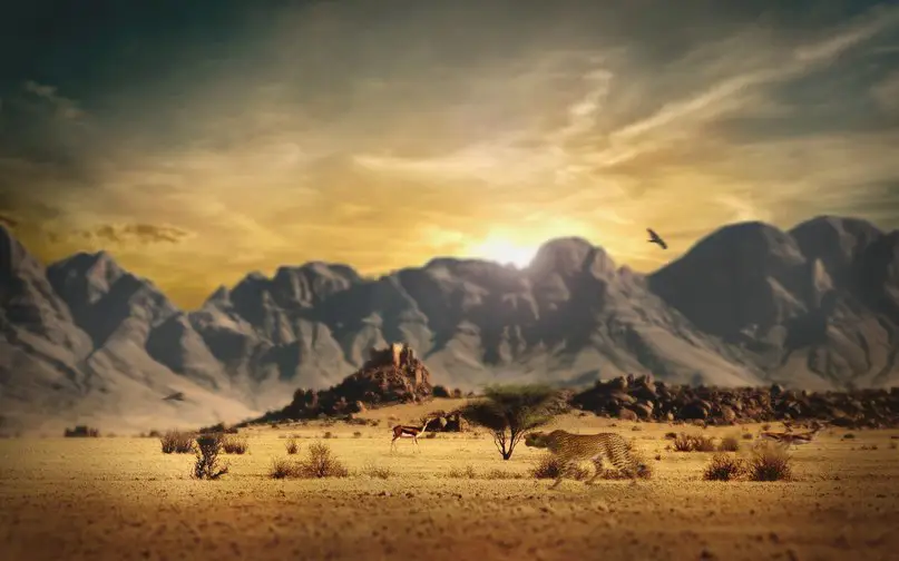 African Savannah