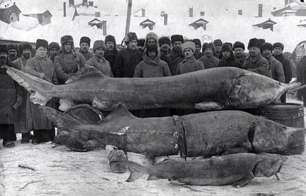 Вот такая рыбка ловилась в реке Волга в 1924 г