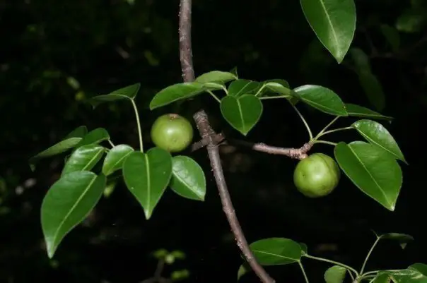 Mancinella is the most dangerous tree in the world. One piece of his fetus can send you to the intensive care unit