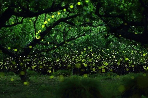 Dances of forest fireflies in Japan