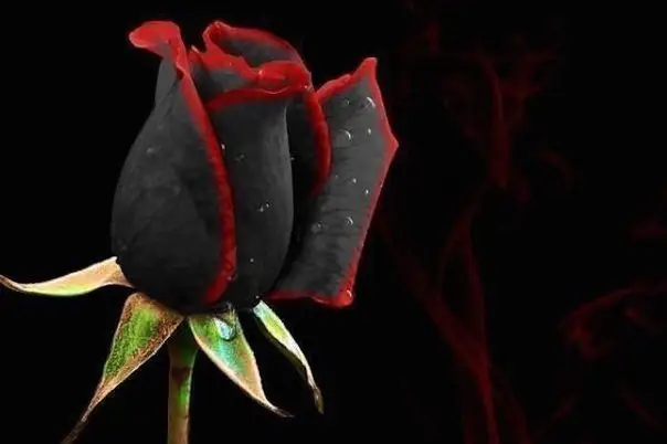 Black rose is a miracle of nature