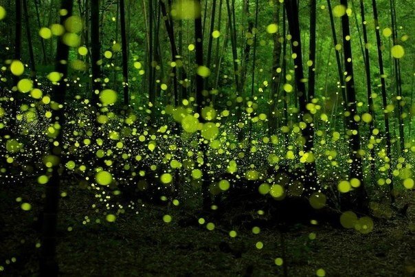 Танцы лесных светлячков в Японии