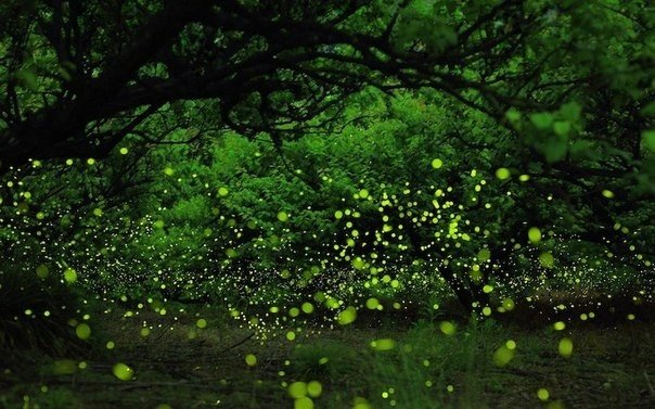 Танцы лесных светлячков в Японии