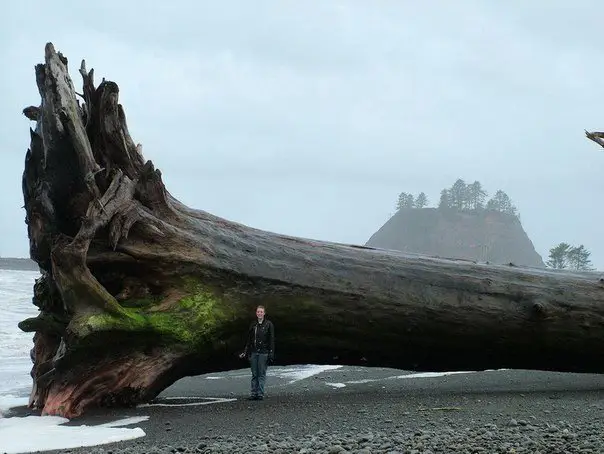 A tree that washed on the beach of La Push, Washington