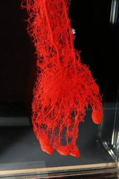 Circulatory system of the hand