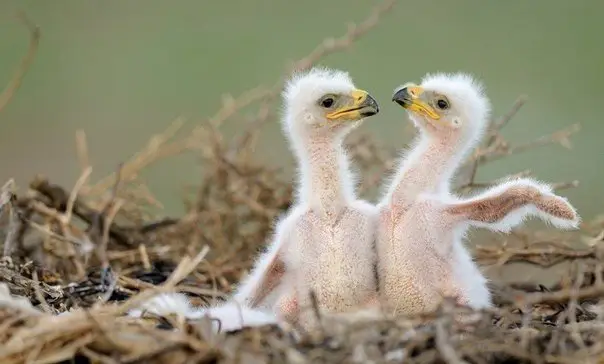 Животный мир Камчатки в фотографиях Игоря Шпиленока
