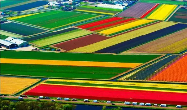 Multicolored fields, Netherlands