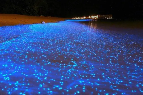 Glowing phytoplankton on the coast of the island of Vaadu, Maldives