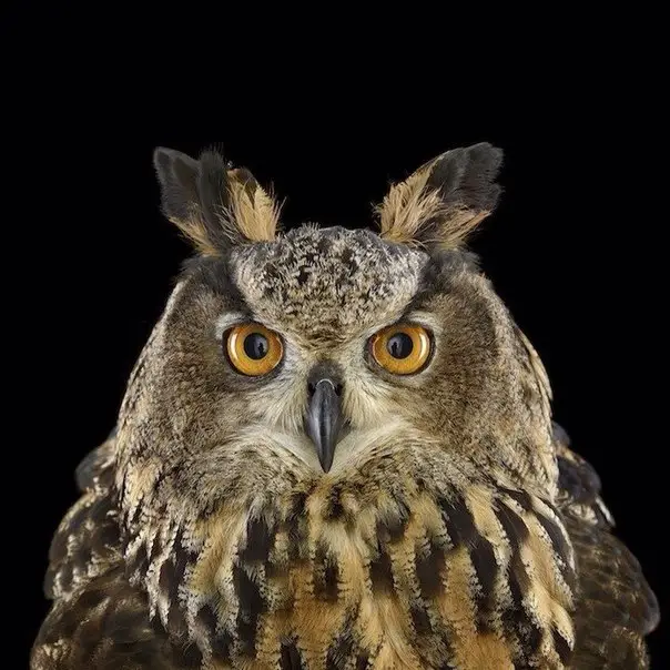 Different types of owls