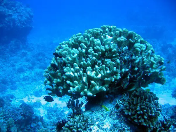 The magical world of coral reefs