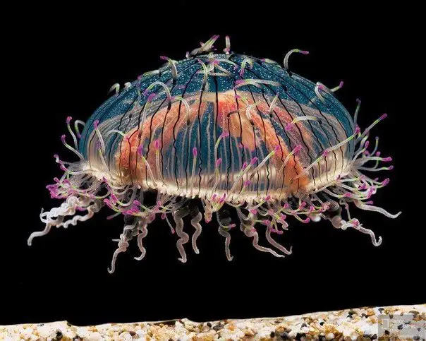 The most beautiful jellyfish in the world