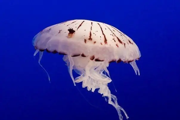 Самые красивые медузы в мире