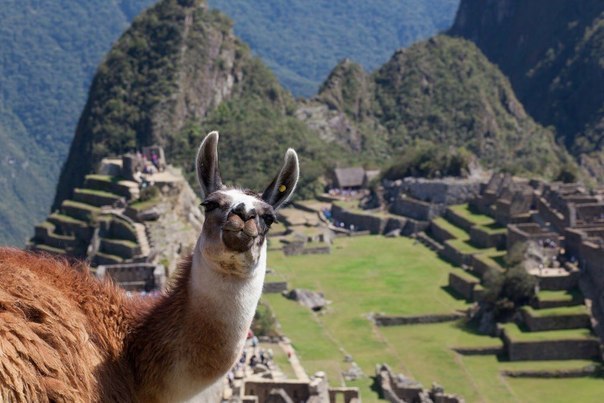 Selphy Lamm of Machu Picchu