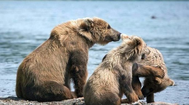 Медвежата с мамой на курильском озере