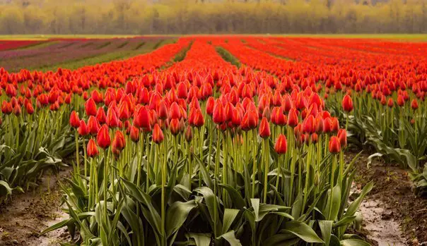 Tulip fields: the embrace of spring. The season of delicate fragrances is declared open, and we invite you to a virtual journey through the bright spring fields!