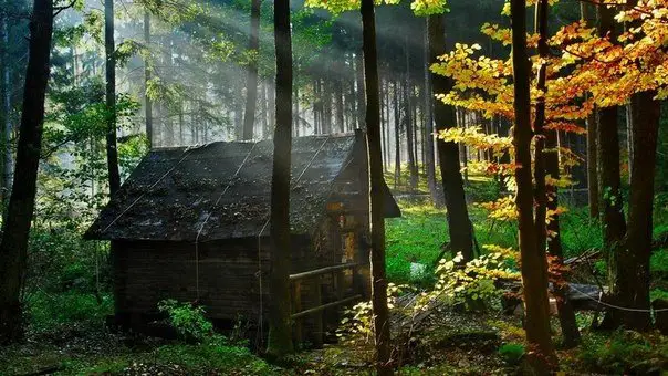 Самые красивые дома в лесу