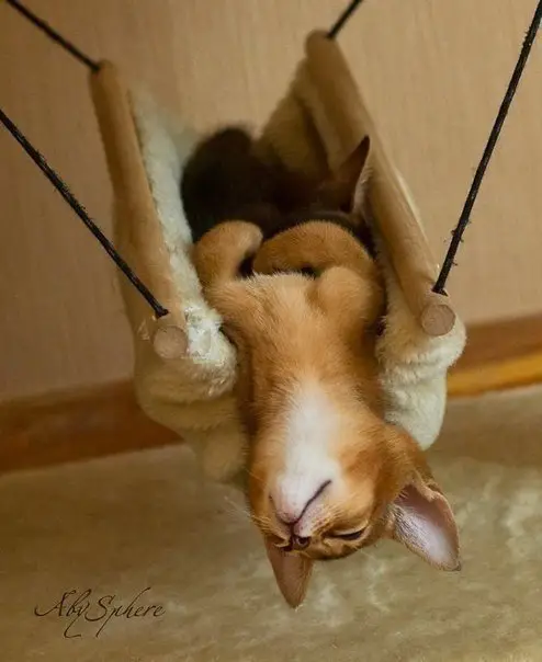 Абиссинская кошка