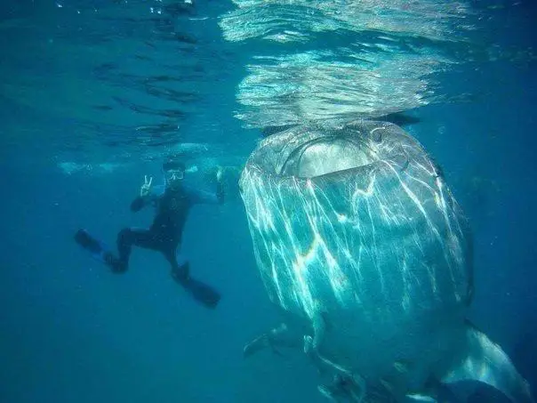 Snorkeling with Whale sharks
