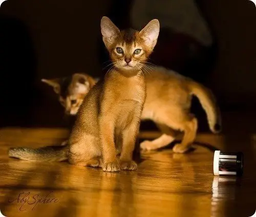 Abyssinian cat