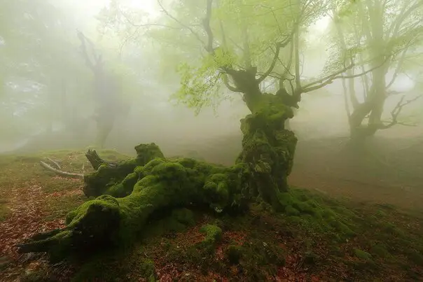 Natural Park of Gorbea, Spain