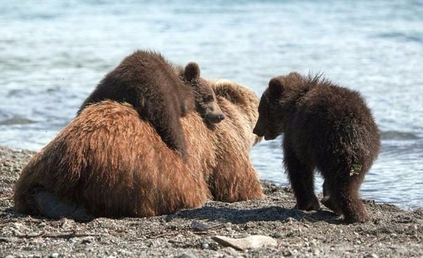 Медвежата с мамой на курильском озере