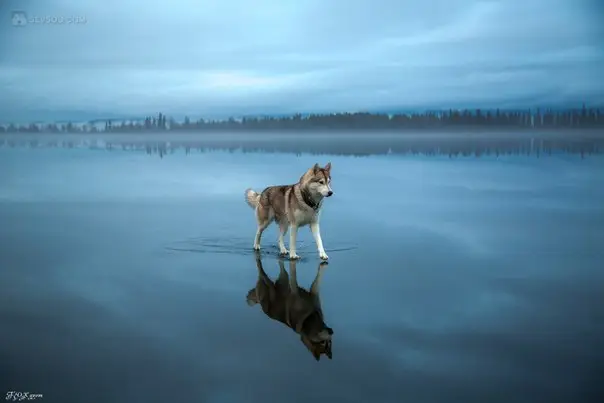 Siberian husky walk on the lake. Indescribable beauty!