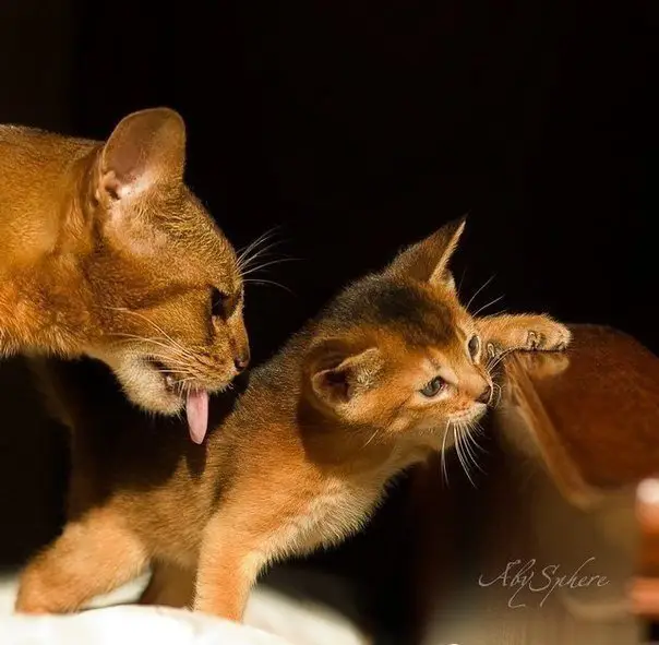 Абиссинская кошка