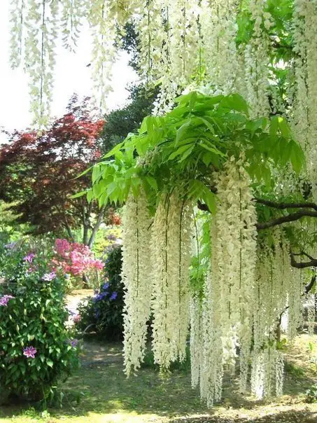 Kawachi Fuji Garden, Япония