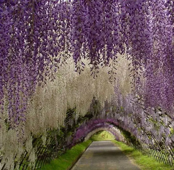 Kawachi Fuji Garden, Япония