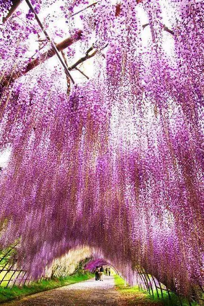 Kawachi Fuji Garden, Япония