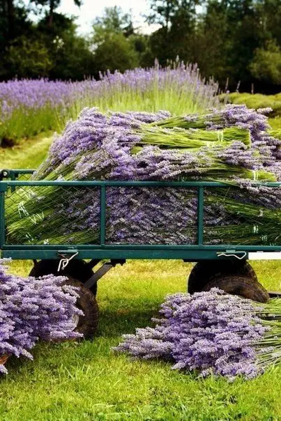 Прованс, Франция