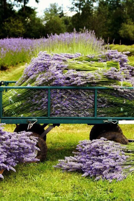 Прованс, Франция