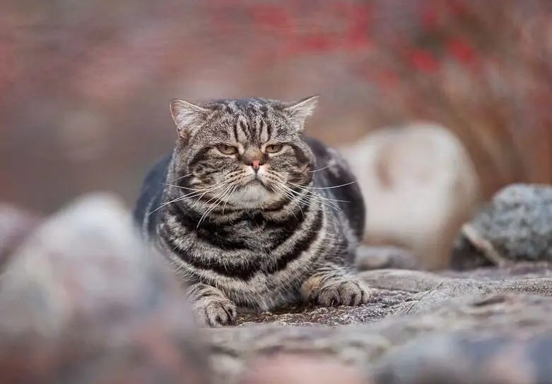 Очень важный кот