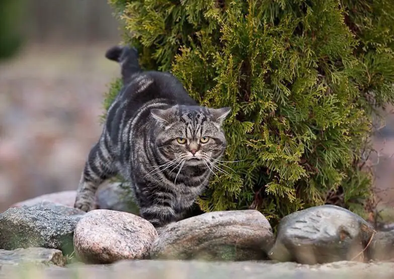 Очень важный кот