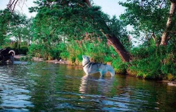 Хаски- путешественник