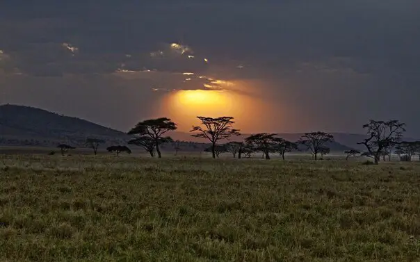 African Savannah