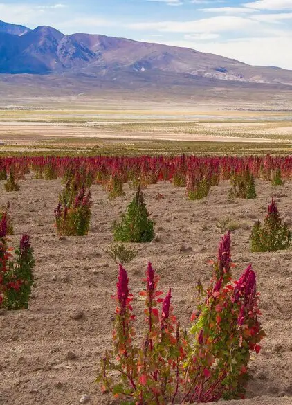 Bolivia