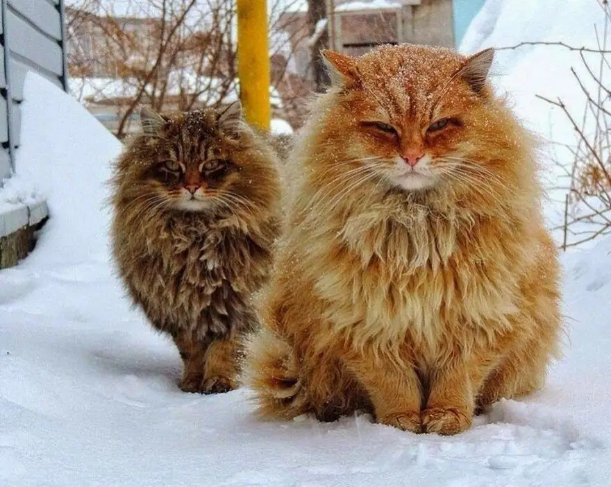 Вот она, настоящая зима!