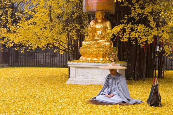 1400-year-old ginkgo tree turned the yard of a Buddhist temple into a yellow ocean