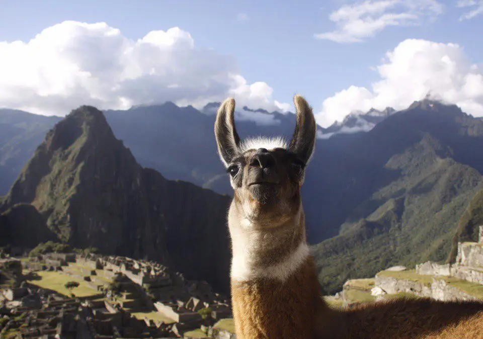 Selphy Lamm of Machu Picchu
