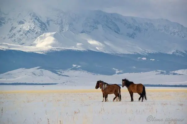 Mountain Altai